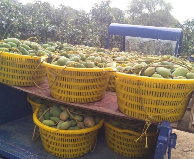 最新芒果品種揭秘，熱帶風味的獨特魅力探索