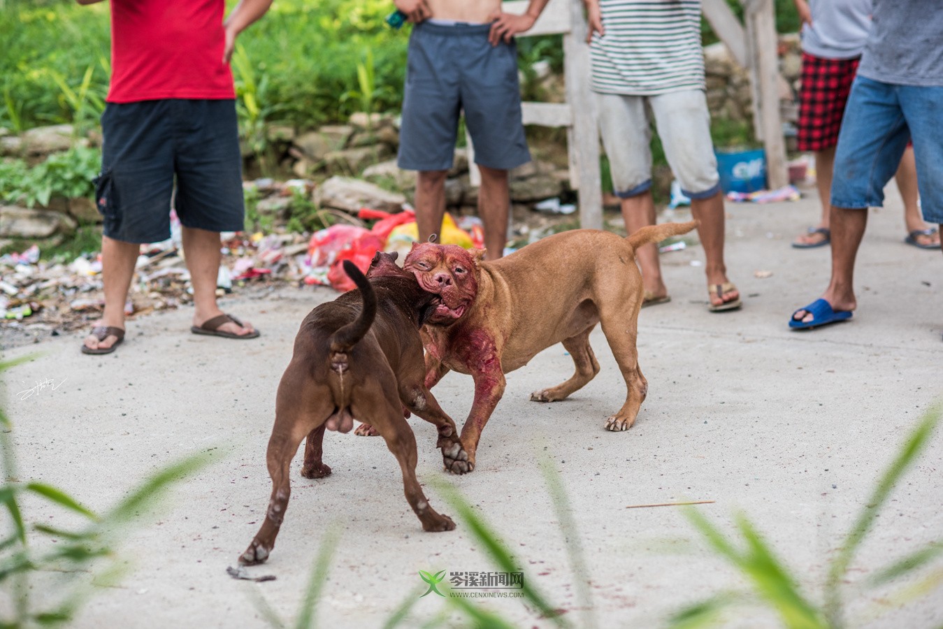 玉林斗狗風采，小巷深處的獨特風情展