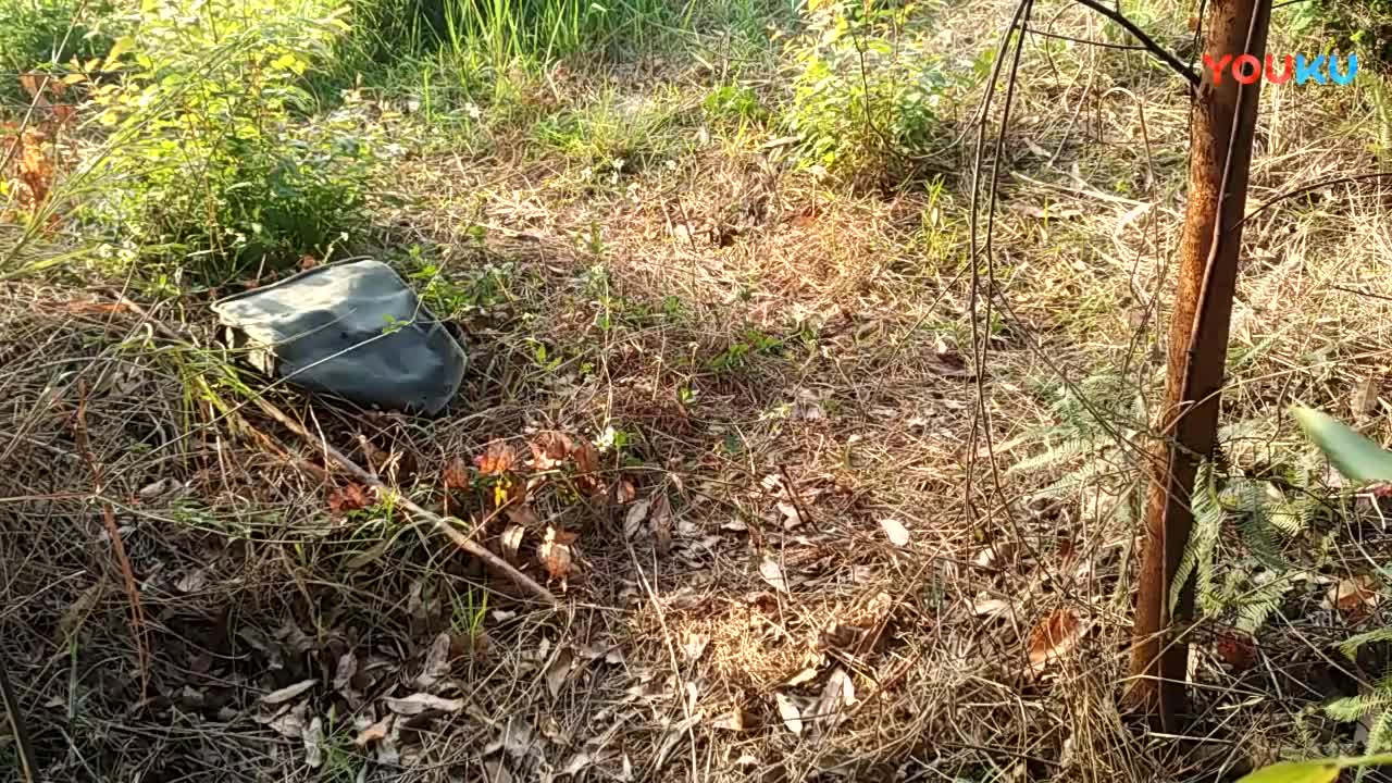 鷓鴣中套最新視頻，領(lǐng)略傳統(tǒng)藝術(shù)魅力的震撼登場(chǎng)！