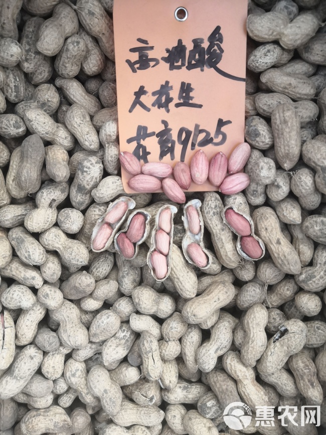 最新花生品種，小巷中的隱秘寶藏發(fā)現(xiàn)