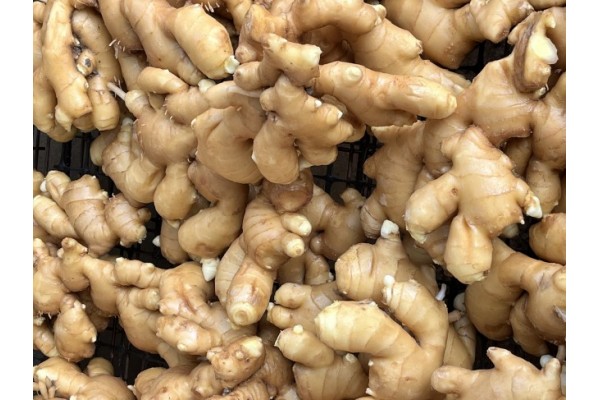 昌邑生姜市場最新價格指南，全面了解生姜市場行情與價格動態(tài)