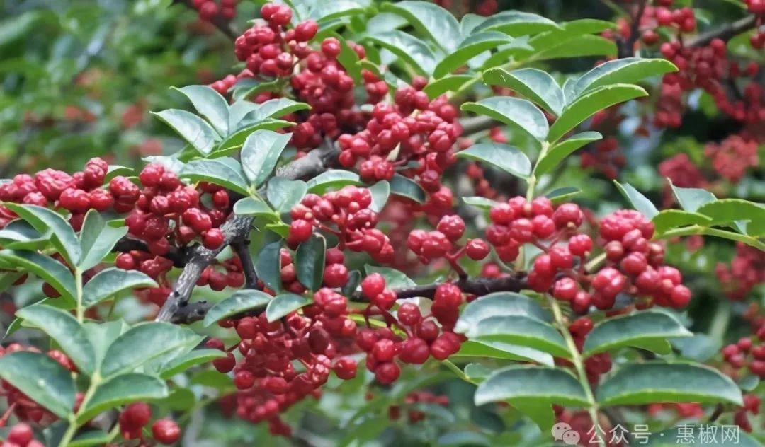 花椒價格最新行情2024，科技引領，椒香走向未來