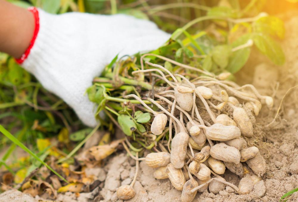 遼寧玉米最新價(jià)格動(dòng)態(tài)，變化中的機(jī)遇，學(xué)習(xí)成就自信與收獲