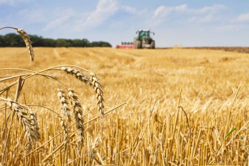 鶴壁小麥最新行情，科技引領(lǐng)農(nóng)業(yè)新時(shí)代，市場(chǎng)智能體驗(yàn)新篇章