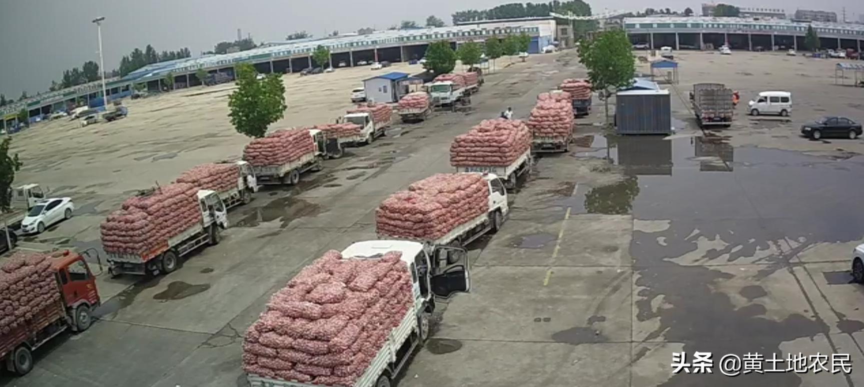 國際大蒜價(jià)格實(shí)時更新，最新行情概覽