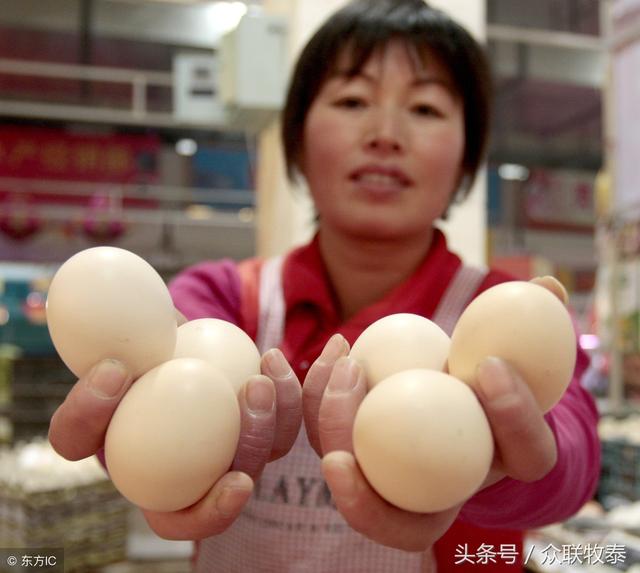 周口雞蛋今日最新價(jià)格，勵(lì)志故事背后的雞蛋價(jià)值探索