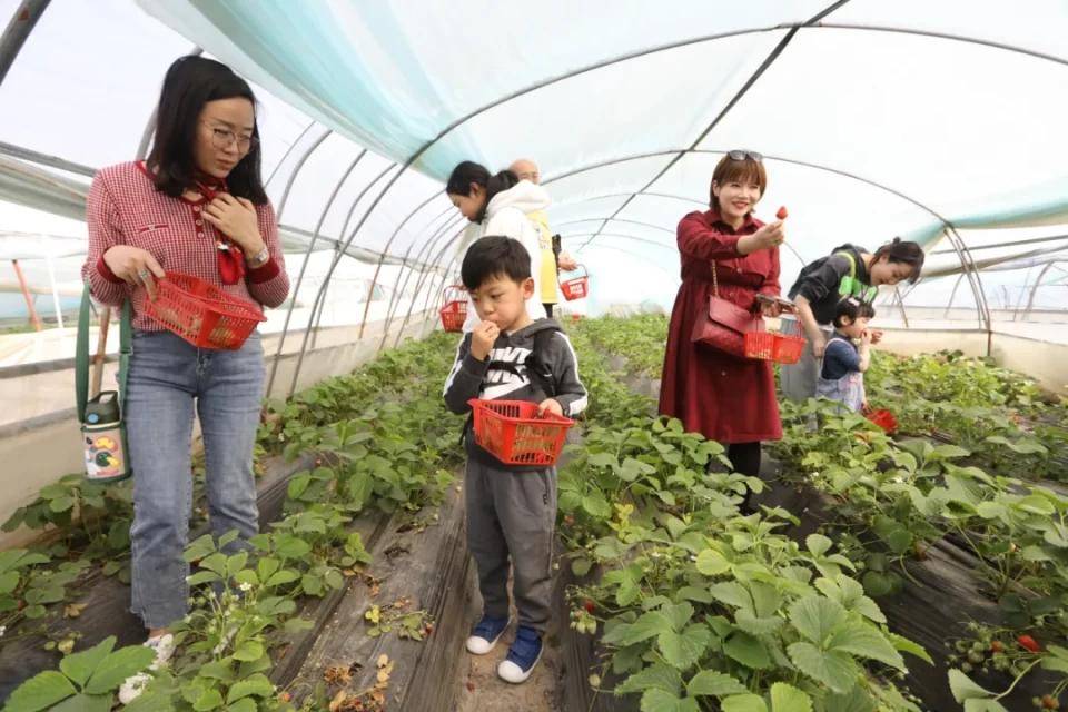 灃西新城馬王發(fā)展雙刃劍效應，最新消息與影響分析