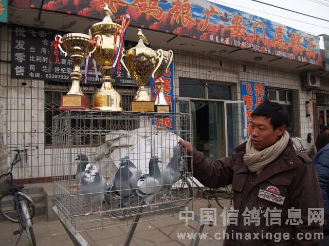北京鴿市繁榮景象與發(fā)展趨勢(shì)揭秘，最新動(dòng)態(tài)與未來(lái)展望