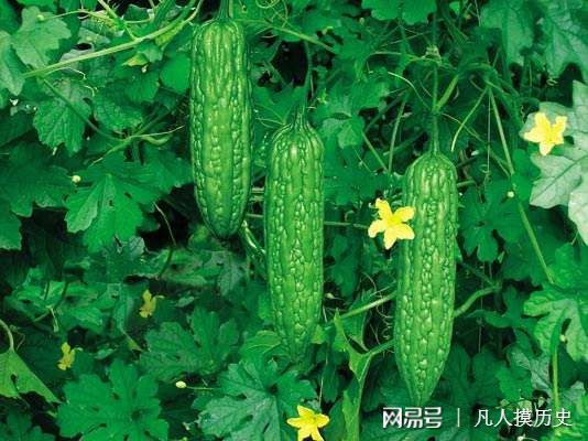 苦瓜最新網(wǎng)站，探索自然美景，尋找內(nèi)心寧靜的輕松之旅