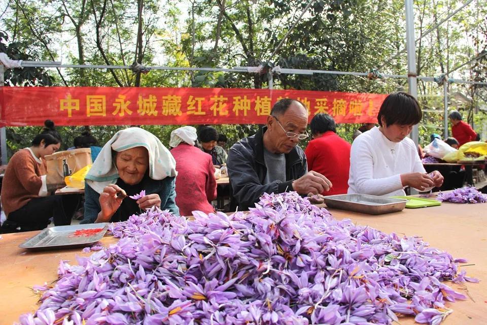 亳州白芷行情深度解析，市場(chǎng)走勢(shì)及行情概覽