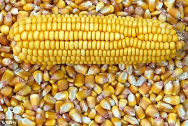 秋日玉米情緣，溫情故事與行情回顧