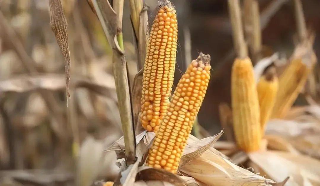 今日山東玉米價(jià)格行情，智能農(nóng)業(yè)引領(lǐng)新紀(jì)元風(fēng)向標(biāo)