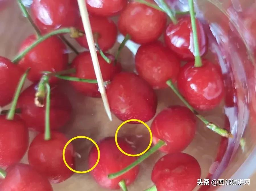 射洪上市公司，小巷深處的獨(dú)特風(fēng)味揭秘