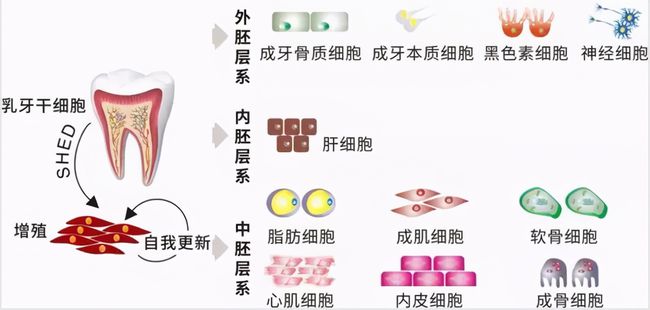 牙齒再生前沿技術(shù)，重塑微笑的秘密武器探索