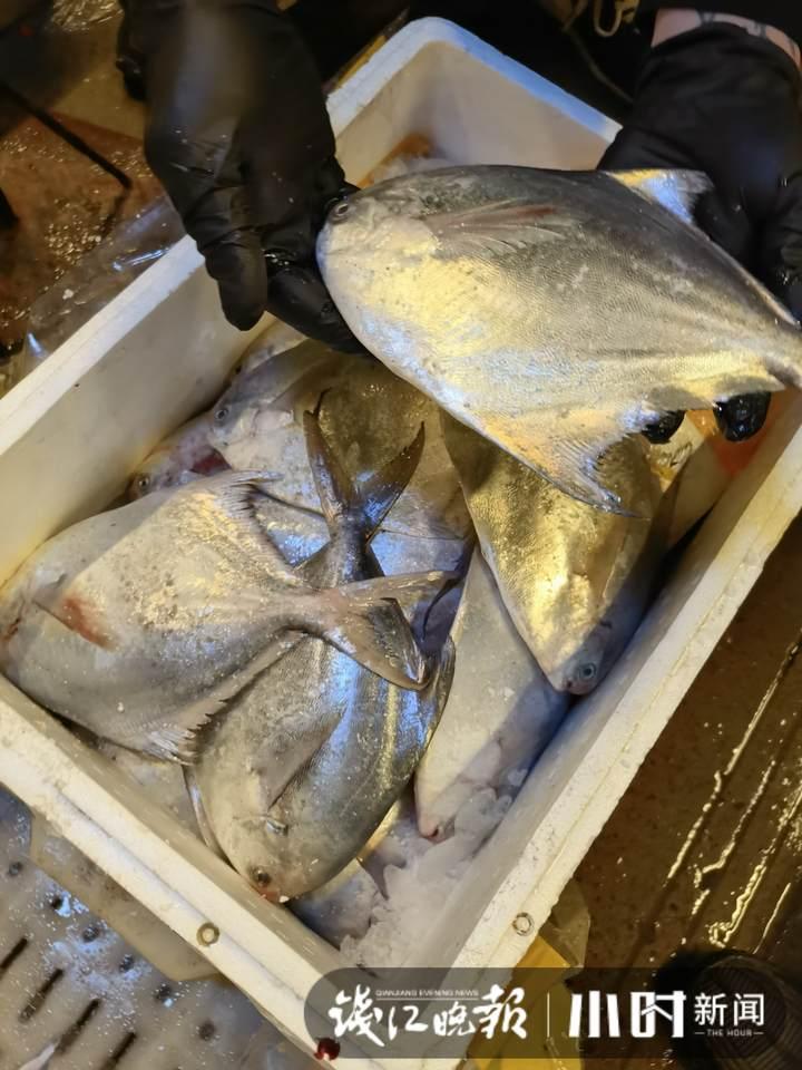 帶魚(yú)行情，一場(chǎng)海鮮盛宴的溫馨之旅