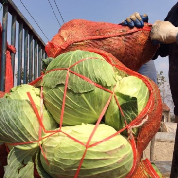 湖北包菜價(jià)格動態(tài),湖北包菜價(jià)格動態(tài)，一場尋找內(nèi)心平靜的綠色之旅