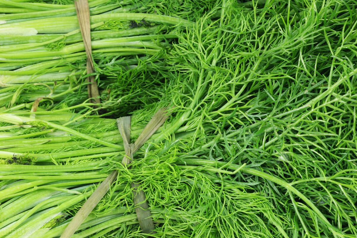 茴香價格動態(tài)，香氣變化與你的關聯(lián)