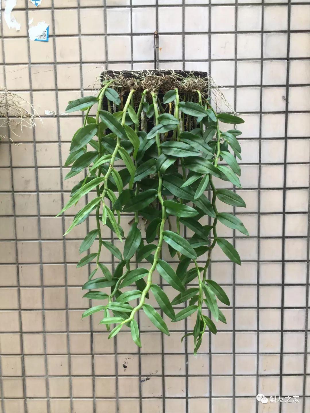 三寧復(fù)合肥最新報(bào)價(jià)及推薦，優(yōu)質(zhì)肥料選擇指南