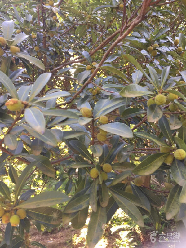 橫河大山搬遷最新動態(tài)，力量重塑與未來希望