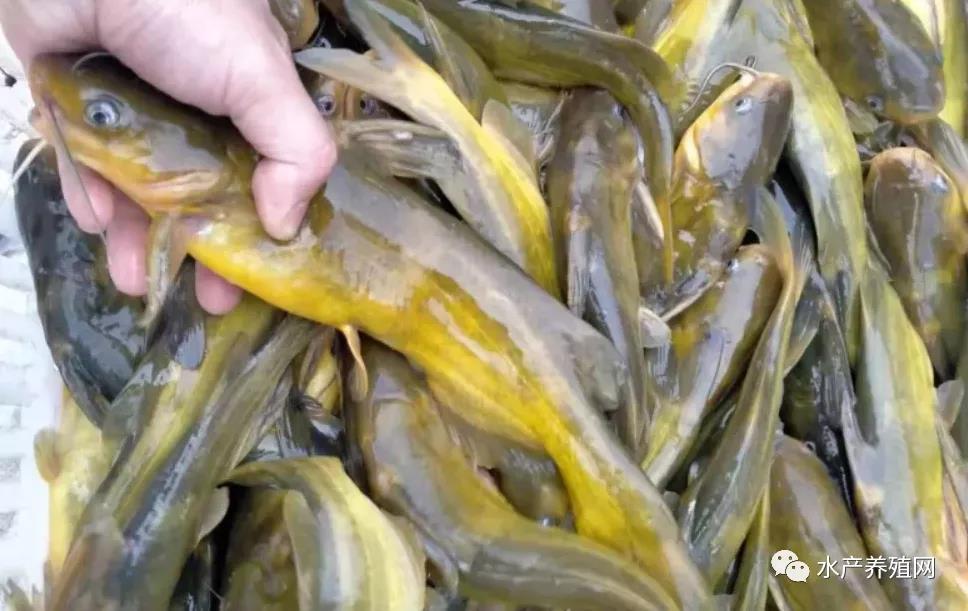 鮰魚(yú)價(jià)格變遷背后的故事，行情變化中的自信與成就感探尋