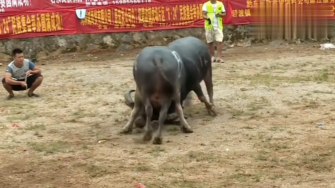 貴州斗牛傳奇篇章，回顧2017年斗牛比賽的精彩瞬間