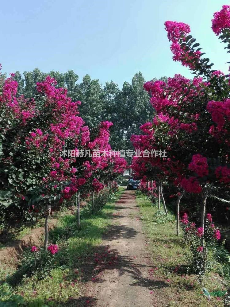 速生紫薇最新報(bào)價(jià)，開啟自然美景的旅行邀請(qǐng)