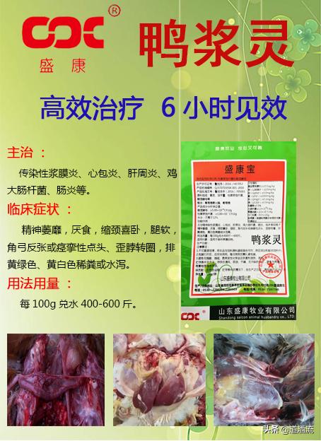 現(xiàn)在鴨苗行情詳解，選購、養(yǎng)殖與盈利的全方位指南