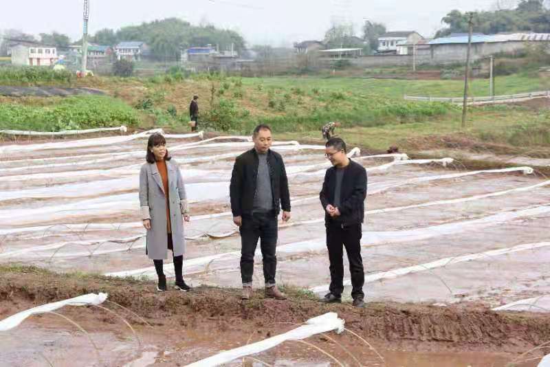 合川土場最新動態(tài)更新，今日最新資訊速遞