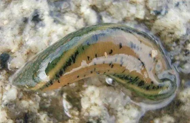 石斑魚孵化技術(shù)革新詳解，從入門到精通的孵化指南