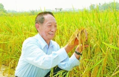 袁隆平最新科研進(jìn)展揭秘，突破性進(jìn)展引人矚目
