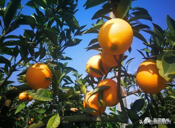 贛州上市公司，閃耀未來，共創(chuàng)繁榮時代！