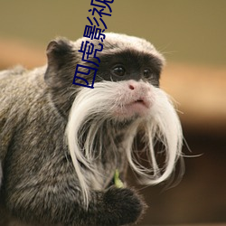 四虎影最新在線(xiàn)觀看，熱門(mén)影視的全新體驗(yàn)