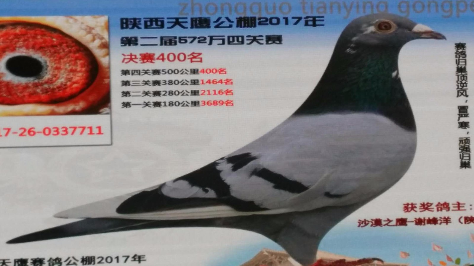 天鷹公棚歷程回顧，最新消息鑄就輝煌篇章