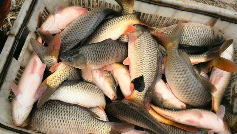 時代變遷與市場波動下的鯉魚價格最新回顧與趨勢分析