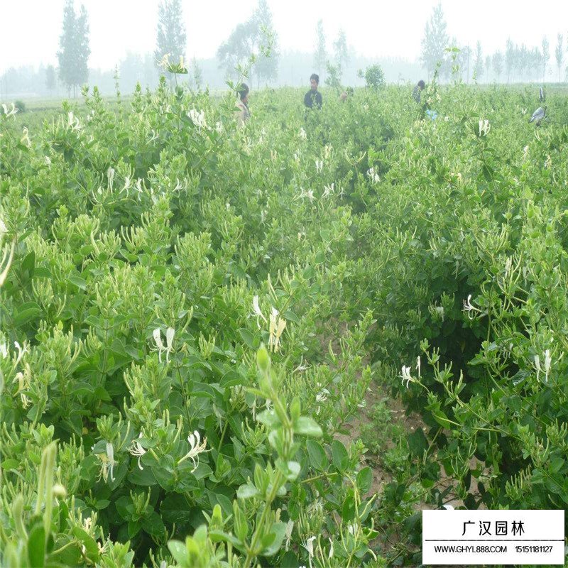 金銀花最新行情與機(jī)遇，價格變動中的自信與成就感之源