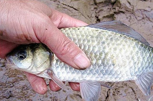 高科技智能魚探設(shè)備引領(lǐng)海洋探索新時代，最新魚訊速遞