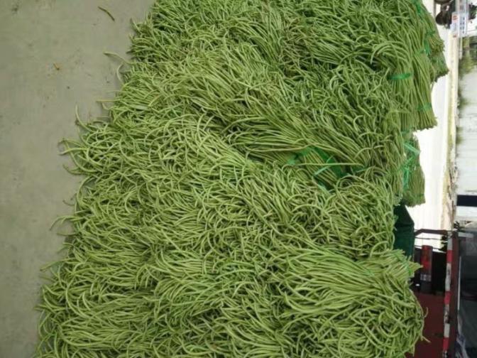 合浦豆角最新價(jià)格指南，獲取與比較豆角價(jià)格的方法及最新價(jià)格更新通知