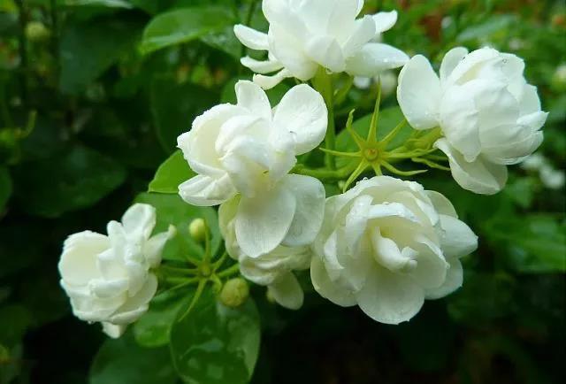 花香滿園最新章節(jié)獲取攻略，輕松閱讀新書(shū)章節(jié)的步驟