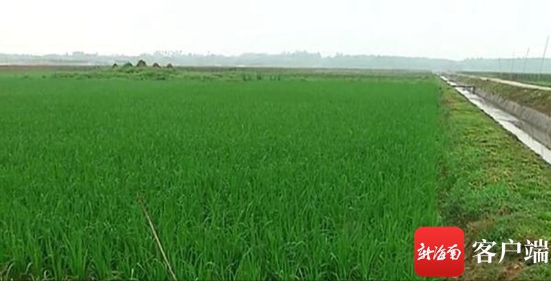 澄邁最新動態(tài)，自然美景探索之旅，尋覓內(nèi)心平和與寧靜的旅程
