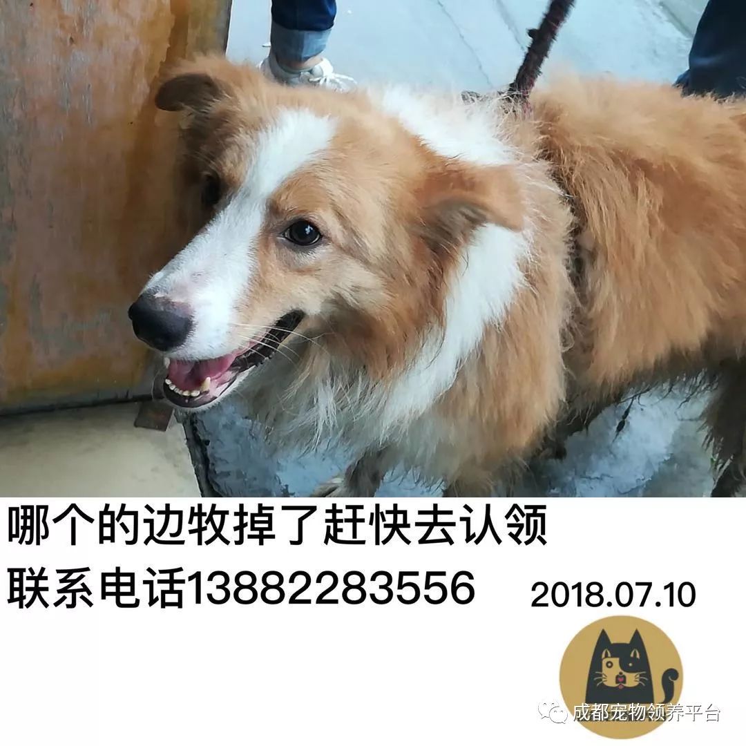 成都最新尋狗記，巷弄深處特色小店中的尋寵之旅
