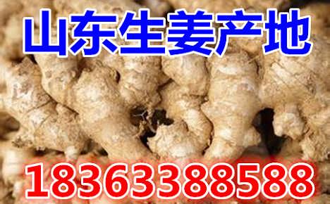 鮮姜最新價(jià)格揭秘，自然美景背后的旅行探索之旅