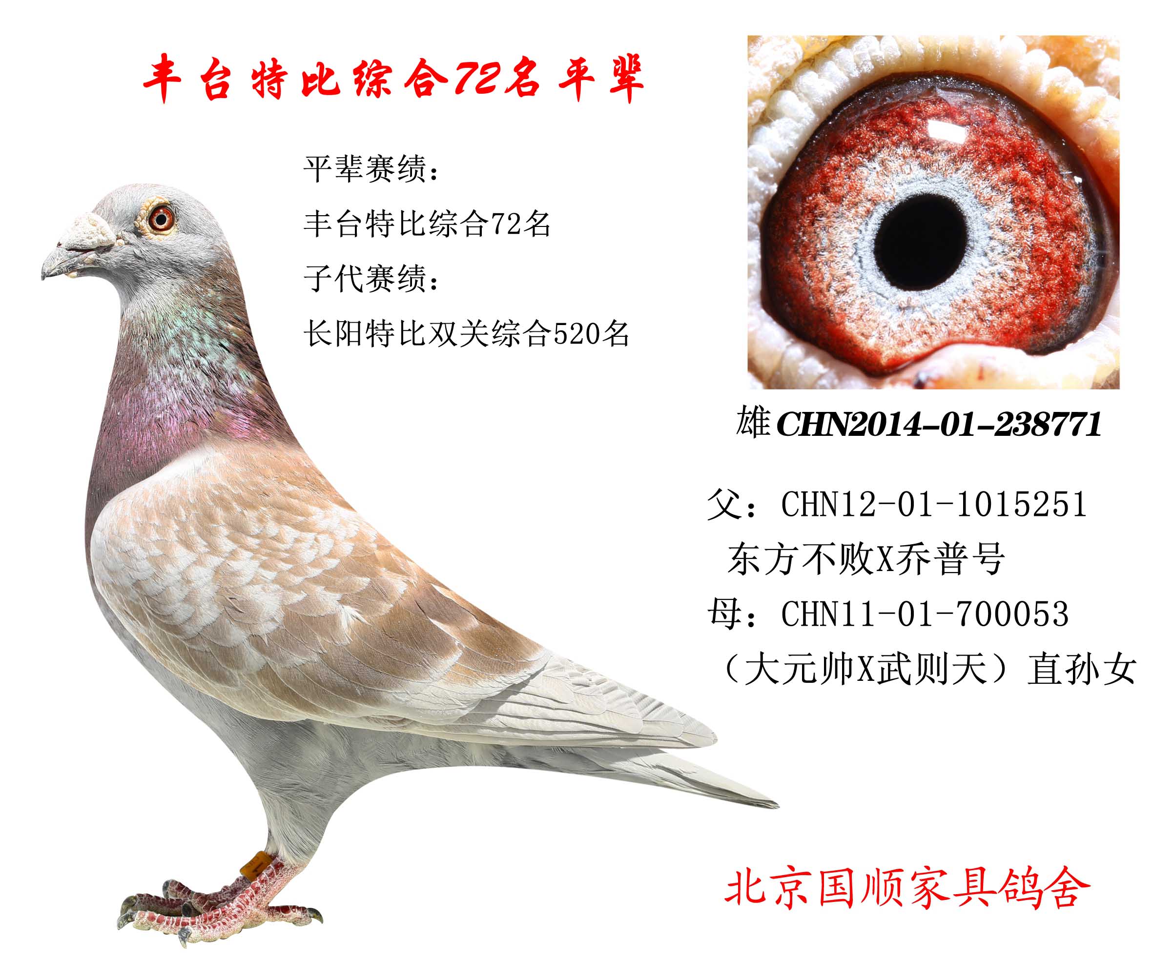 豐臺(tái)信鴿最新賽事指南，參賽步驟與賽事概覽