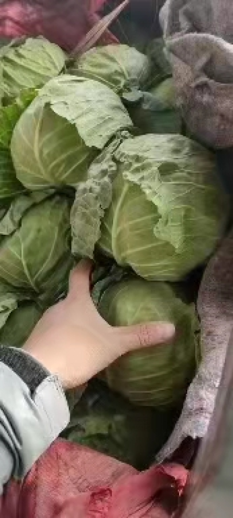 永年甘藍(lán)最新價(jià)格及市場(chǎng)走勢(shì)、種植要點(diǎn)與購買指南全解析