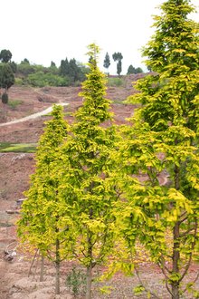 最新彩葉樹(shù)種種植與養(yǎng)護(hù)指南，從選種到養(yǎng)護(hù)一步到位！