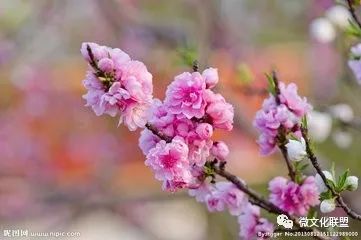 科技巔峰之作桃花開啟未來生活新紀(jì)元，最新章節(jié)預(yù)覽