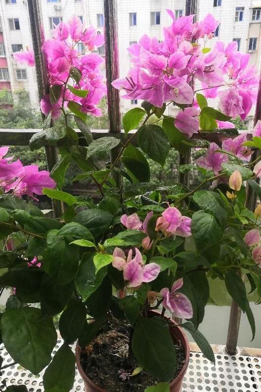 小巷深處的獨(dú)特花語(yǔ)，最新殘花之美