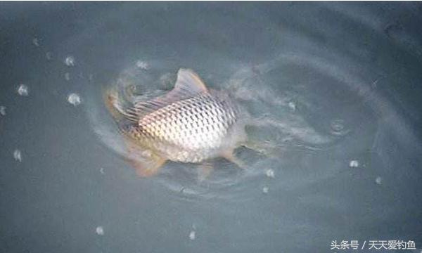 最新逗釣步驟指南，從入門(mén)到精通的釣魚(yú)技巧分享