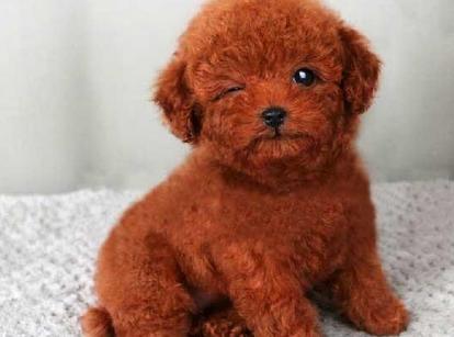 最新小鹿犬，趣事不斷，傳遞溫馨友誼與愛的小使者