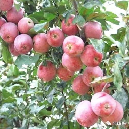 西太后愛心包最新系列，時尚與慈善的完美結(jié)合，展現(xiàn)獨(dú)特魅力風(fēng)采
